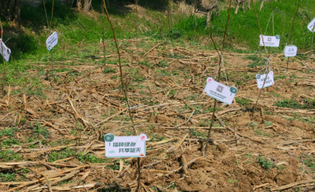冠航機(jī)械開展“草長鶯飛日、植樹增綠時(shí)”主題活動(dòng)